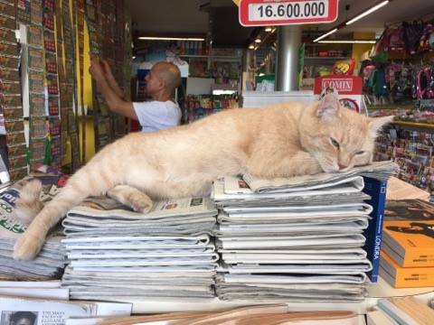 Nando, il gatto edicolante in quel di Firenze 5