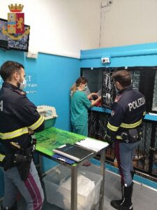Foxy, la volpe salvata dalla Polizia stradale di Settebagni