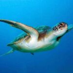 Giornata mondiale delle tartarughe marine