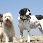 Baubeach Maccarese cani
