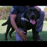 Gino, il Labrador poliziotto