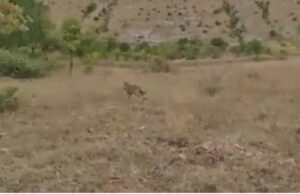 Lupo rilasciato Riserva Gole del Sagittario 