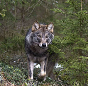 Il Lupo (Canis lupus