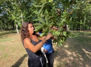 Unitus castagna progetto di ricerca SANCAST