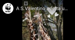 WWF San Valentino