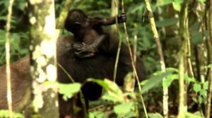 Parco Nazionale Dzanga-Sangha, gorilla gemelli 