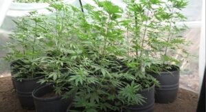 Marijuana Squadra Mobile viterbo