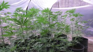 Marijuana Viterbo Squadra Mobile 