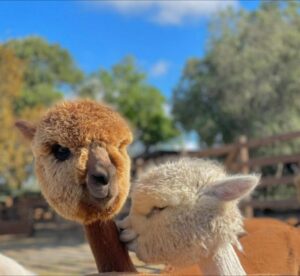 Piani degli Alpaca, Tarquinia 