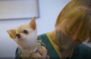 Dog Film Festival PREMIO FNOVI