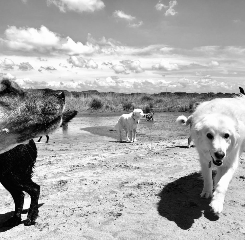 Dog Management Turistico con approccio cognitivo zooantropologico indetto dal Baubeach®,