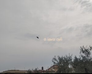Cuore di Santa Rosa sull'elicottero Viterbo infinite realta. It Laura Ciulli