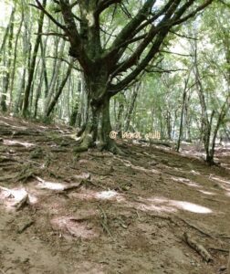 Faggeta di Monte Venere riserva naturale del lago di Vico infinite realtà. It laura ciulli 