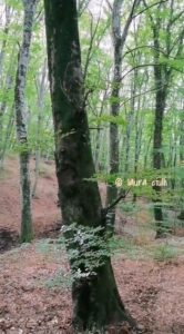 Faggeta di Monte Venere riserva naturale del lago di Vico infinite realtà. It laura ciulli 