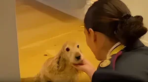 Spot Polizia di Stato abbandono dei cani infinite realtà. It