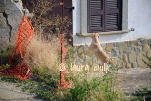 Cinofili Odv Ivrea Odv Ivrea cinofili Fidelis Amatrix 2021. La rinascita". Laura Ciulli capricchia Amatrice infinite realtà. It. Polizia di Stato anps associazione nazionale Polizia di Stato 