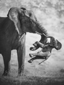 "The Aftermath", del fotografo naturalista milanese Federico Veronesi, che ha vinto il prestigioso Wildlife Photographer of the Year 2026, infinite realtà. It laura ciulli